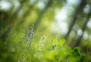 Fresh grass in the forest in the sun