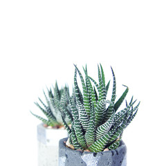 succulent haworthia in concrete pot. isolated succulent flower in white background. cement original pot with house plant.
