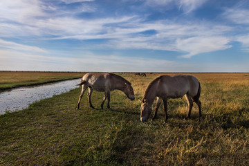 Animals in the reserve on pasture in the steppe