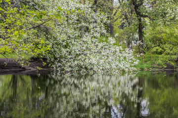 White blooming of wild bird cherry tree with green leaves in a park in spring by a pond