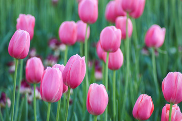 pink tulips in the garden