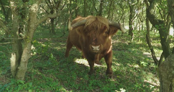 Large scottish highlander, while grazing in a forrest, tries to intimidate cameraman 