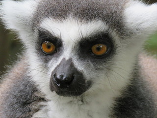 Lemur