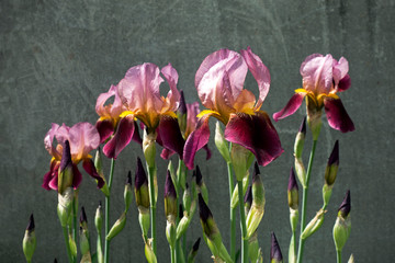 Obraz premium Pink and purple iris flowers against the gray fence background