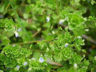 Yellow beetle with black spots on a soft leaf of blue wild flowers. top view