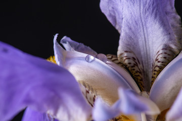 purple iris on black background
