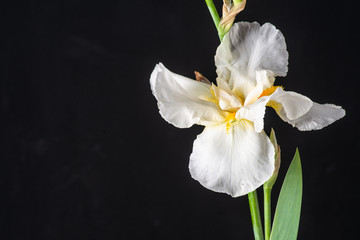 white iris on black background