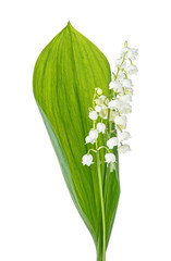 Lily of the valley flowers with leaves isolated on white background
