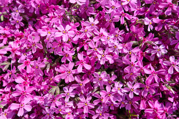 Background of pink flowers (Phlox) in spring