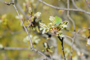 Lycaenidae / Zümrüt / / Callophrys rubi