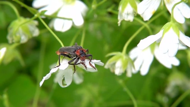 Gemeiner Weichk&auml;fer (Cantharis fusca)&nbsp;