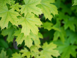 Fototapeta na wymiar green maple leaves background