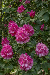 Beautiful Flowering Rhodedendron Trees in a Scottish Park at the Start of Springtime.