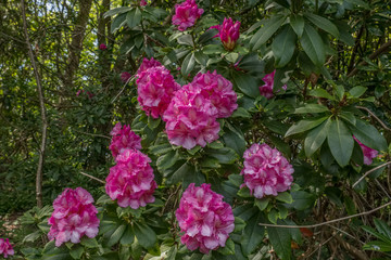 Beautiful Flowering Rhodedendron Trees in a Scottish Park at the Start of Springtime.
