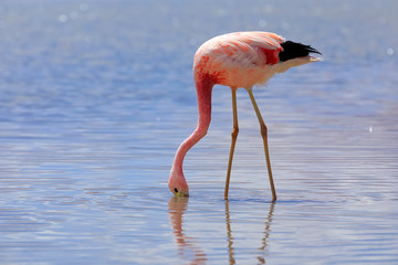 A closeup photo of flamingo in Lagoon Hedionda, Potosi. Bolivia. South America 
