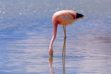 Andean Flamingo is eating at Lagoon Hedionda in Potosi, Bolivia. South America. Close-up photo of bird