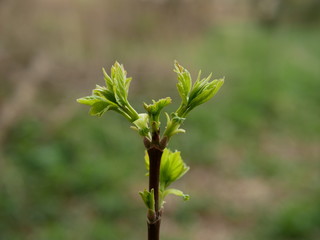 symmetrical sprout with green leaves on a blurred background of nature. photo of flora