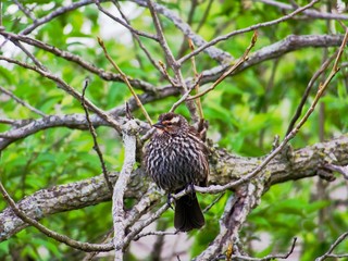 baby r.w. female