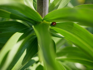 Ladybug is resting between a green leaf on a sunny day