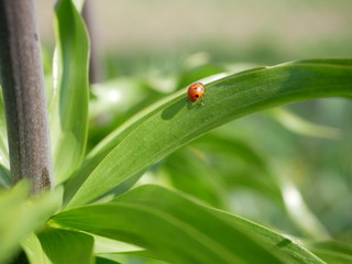 Ladybug crawls over a green leaf on a blurred background of nature