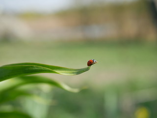 A ladybird sits on the edge of a green leaf on a blurred background of nature