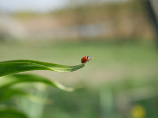 A ladybird sits on the edge of a green leaf on a blurred background of nature