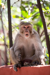 Indian monkey sitting on a fence in Rishikesh