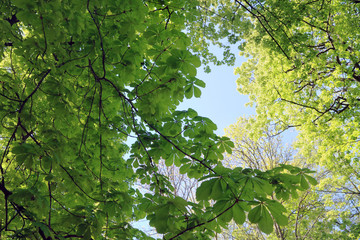 Tree crowns chestnut and sun maple on blue sky background.