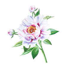 Beautiful white peony. Bouquet of flowers. Floral print. Marker drawing. Watercolor painting. Wedding and birthday composition. Greeting card. Flower painted background. Hand drawn illustration.