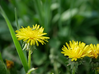 Green small grasshopper sits on a yellow flower of dandelion on a blurred background of nature. Macro photography insect