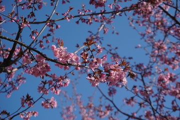 cherry blossom in spring