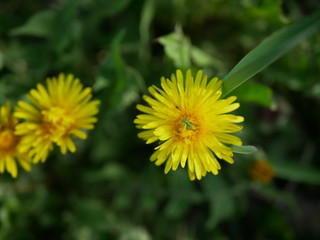 Green small grasshopper sits on a yellow flower of dandelion on a blurred background of nature. Macro photography insect. Top view
