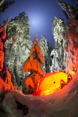 Illuminated winter forest in the Carpathians