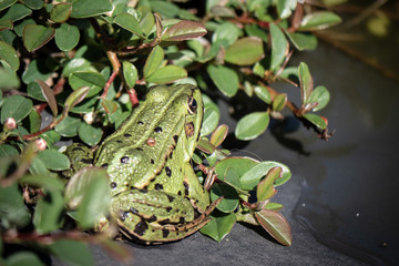 green tree frog