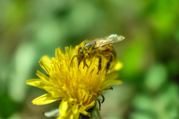 Bee pollinates a yellow dandelion flower