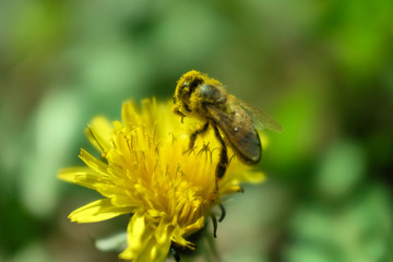 Bee pollinates a yellow dandelion flower