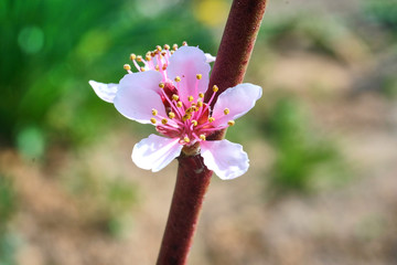 Inflorescence on a peach tree branch