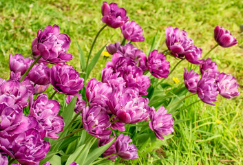 Tulip festival in St. Petersburg on Elagin island.