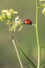 ladybug on green grass © Yasin