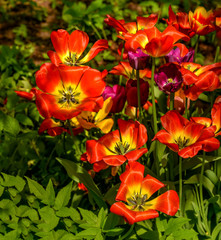 Tulip festival in St. Petersburg on Elagin island.
