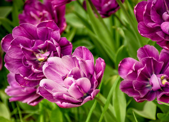 Tulip festival in St. Petersburg on Elagin island.