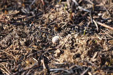 The shell of a snail, which had died in a fire, lies on baked grass. Consequences of a catastrophe. Spring tan green cover. Danger of fire. Destruction of life and pollution. Problems of civilization