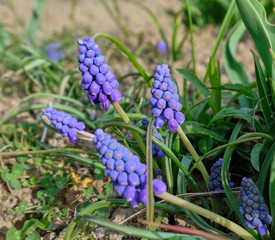 Mouse hyacinth flowers