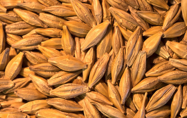 Dry crop grains background