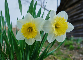 Two Narcissus Flowers