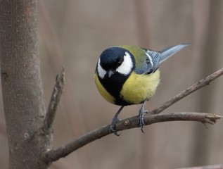 Bird sitting on a branch