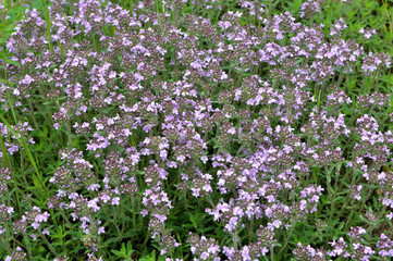 Thyme blooms in the wild
