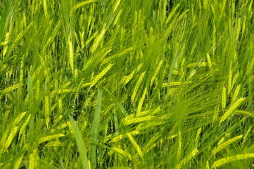 Weizenfeld im Frühjahr