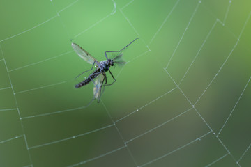 Mosquito in Spiders Web