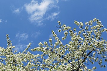 Apricot tree blooming in the garden on blue sky background 